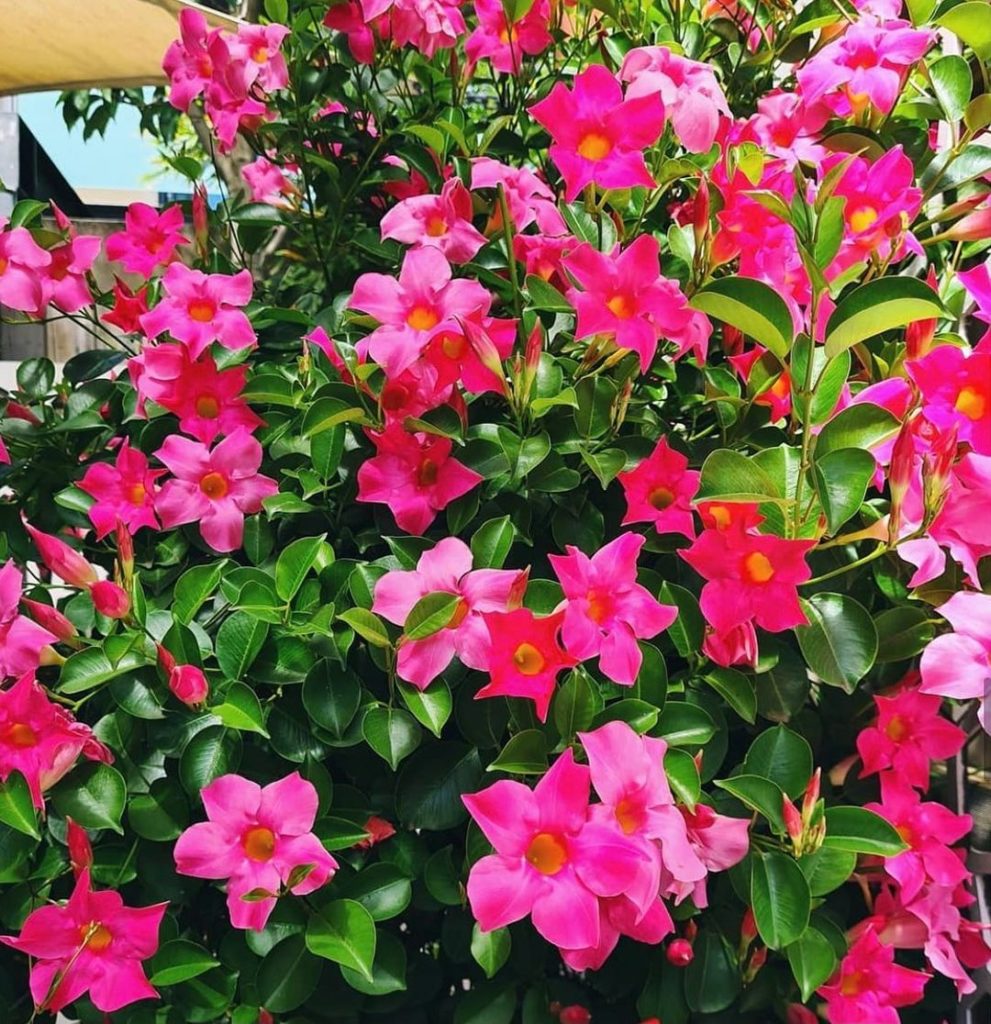 Mandevilla Growing Tips, Benefits, Cultivation, Year-Round - Pop Creep