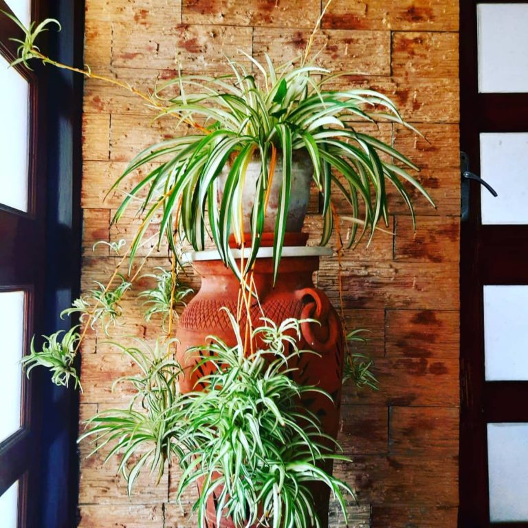 Spider-Plant-image