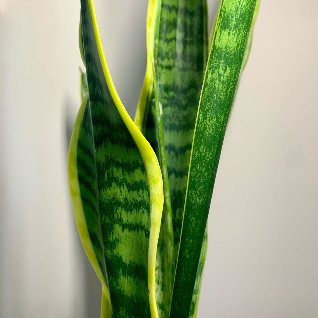 Snake Plant Wikipedia, Benefits, Cautions, Types, How to Grow & more ...