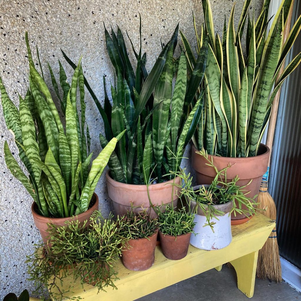 What Does A Botanist Do Learn About Careers In Plant Science Pop Creep