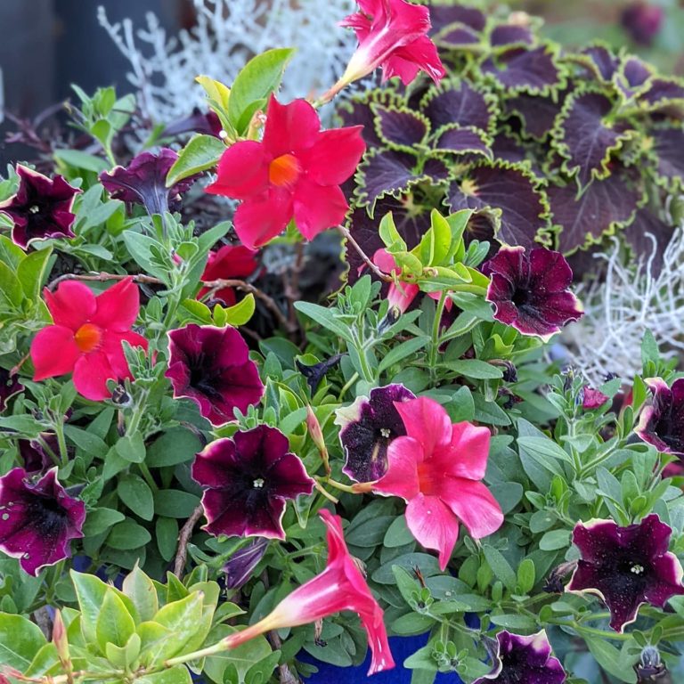 Mandevilla-image