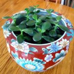 Jade-Plants-image