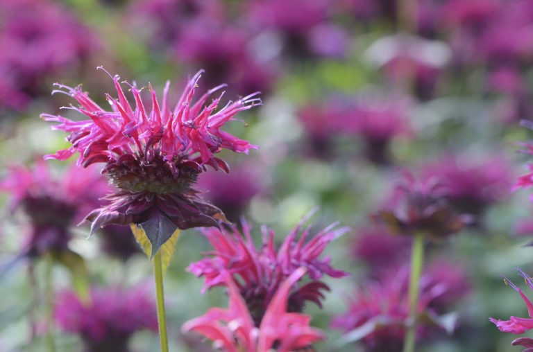 Bee-Balm-Flower-Plant