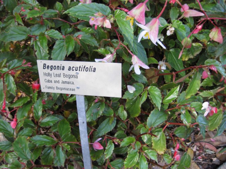 Holly-Leaf-Begonia