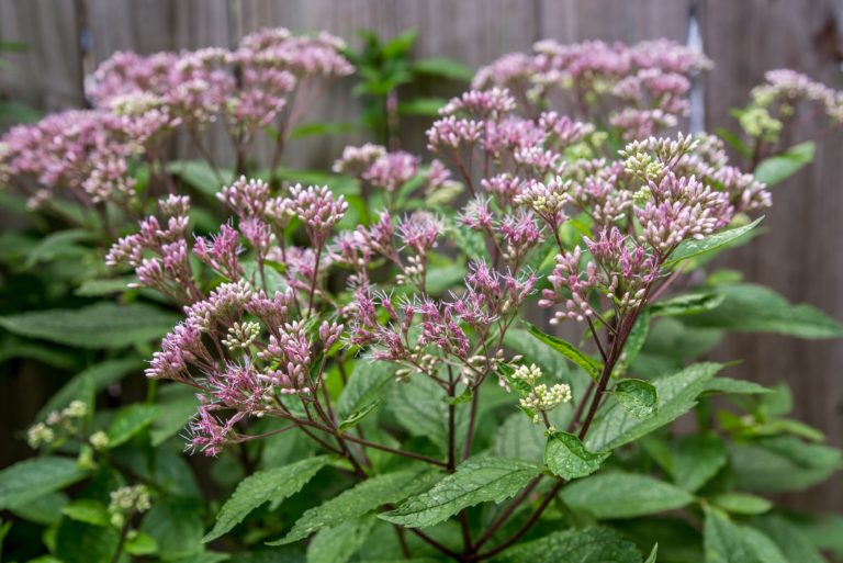Joe-Pye-Weed-image