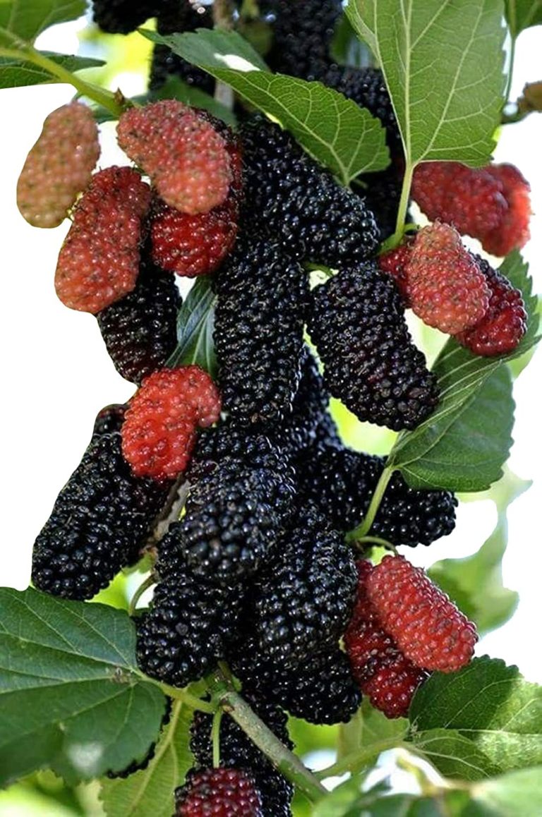 Mulberry-Fruit