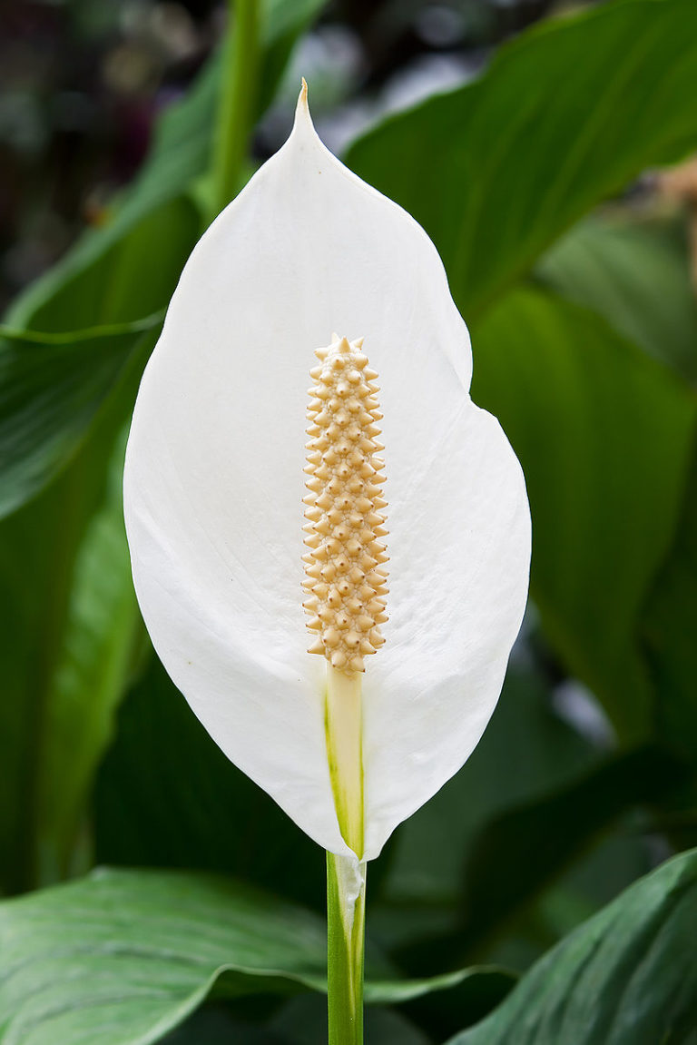 Peace-Lily-Plants