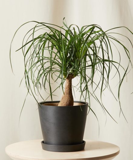 Ponytail Palm Care Instructions: Benefits, Uses, Tips For Growing ...