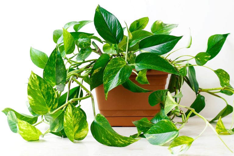 Pothos-Plant