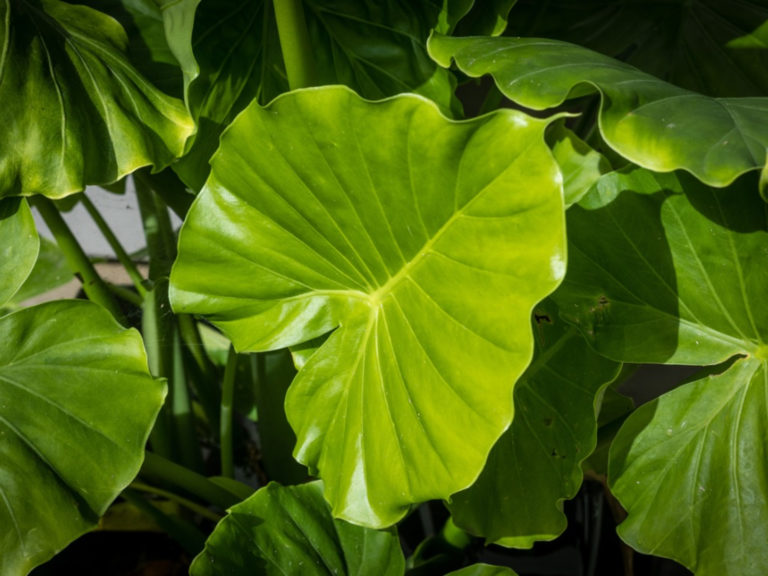 elephant-ears