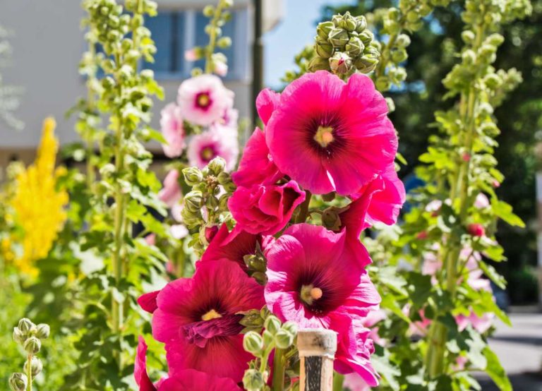 hollyhock