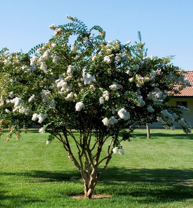 Acoma-Crape-Myrtle