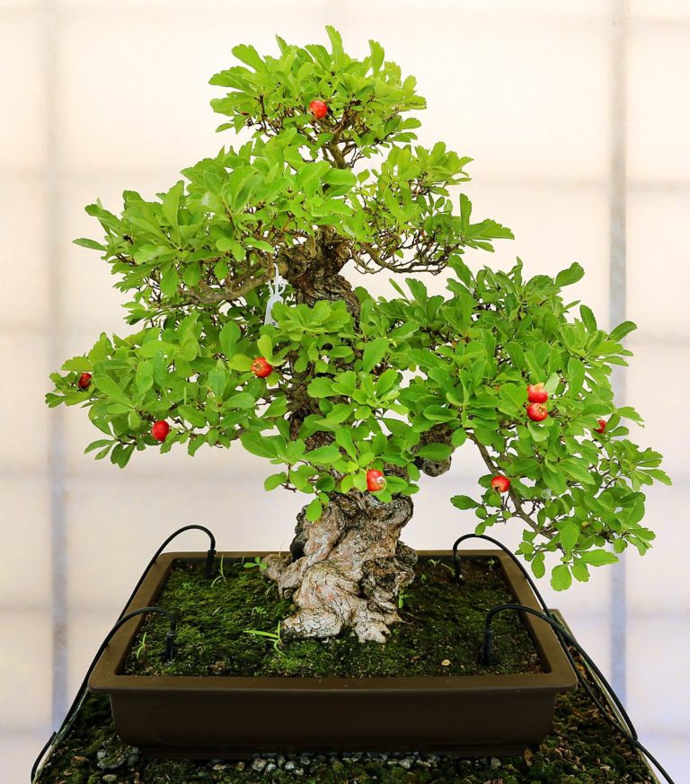 Bonsai