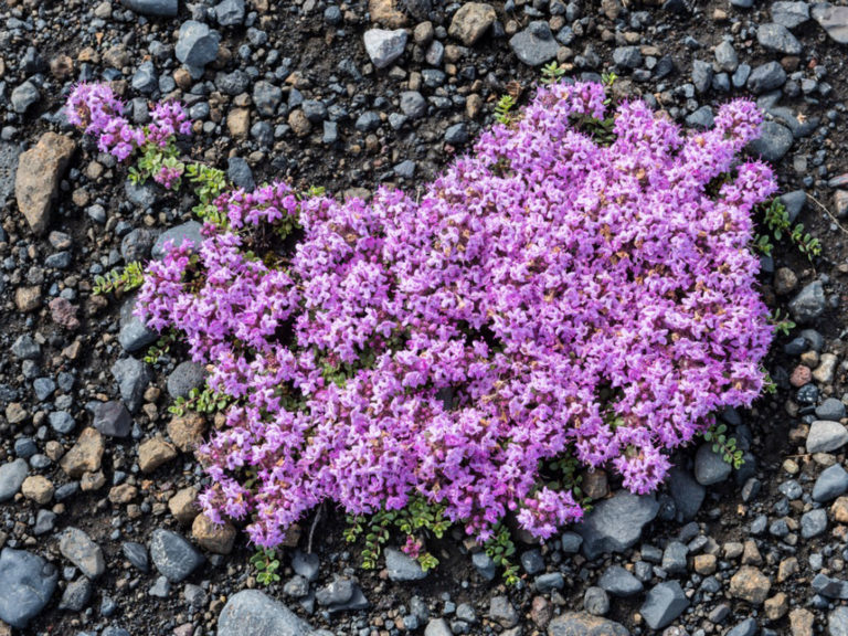 creeping-thyme