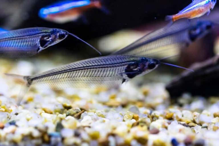glass-catfish
