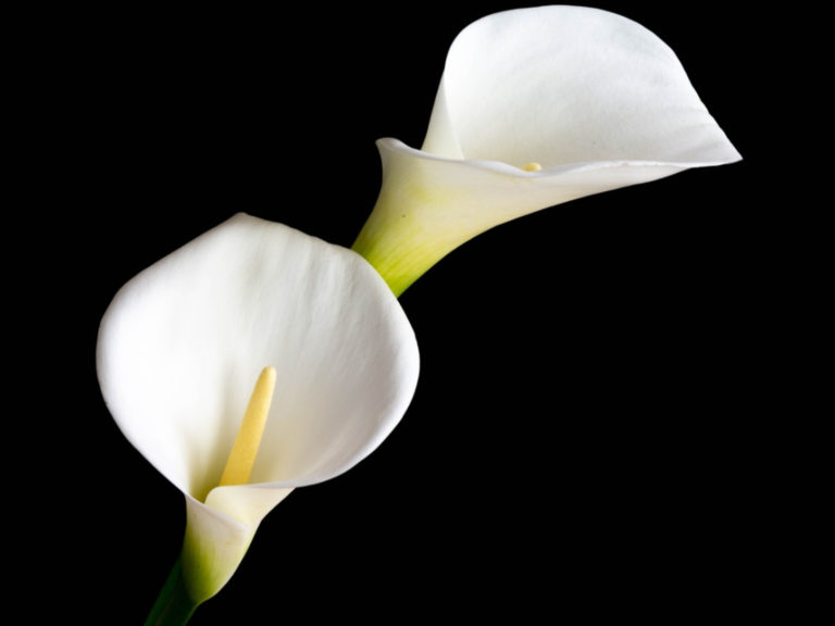 Calla-Lily