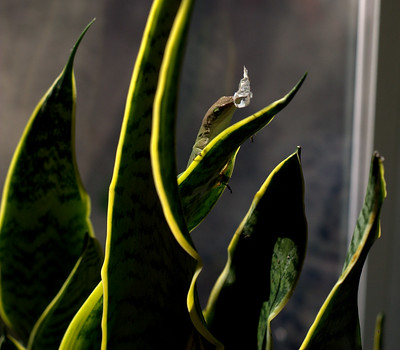 how-to-grow-a-snake-plant-fast