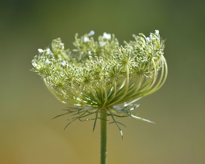 queen-annes-lace-plant