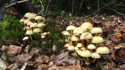 grow-mushrooms-in-greenhouse
