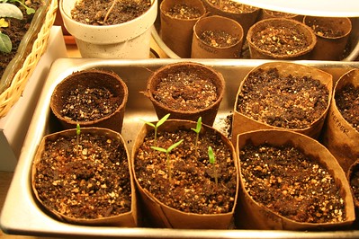 how-to-grow-vermiculite-fast