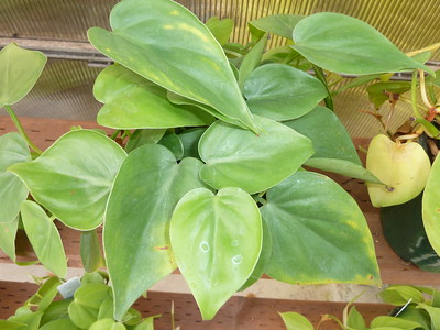 philodendron-houseplants