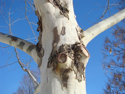 sycamore-tree-grow-care