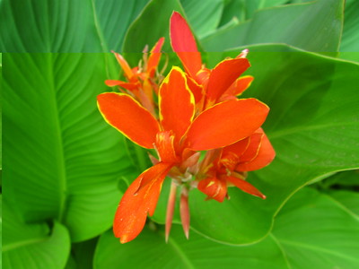 how-to-grow-canna-lilies-full-guide