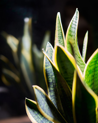 how-to-grow-a-snake-plant-fast