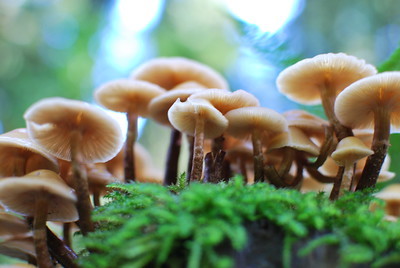 grow-mushrooms-in-greenhouse