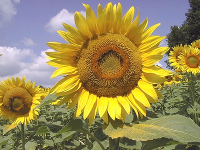 how-to-harvest-sunflower-seeds-full-guide