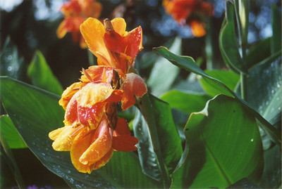 how-to-grow-canna-lilies-full-guide