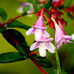how-to-grow-and-care-for-abelia