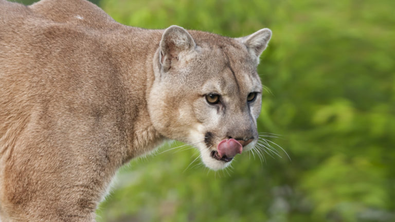 cougar-and-mountain-lion