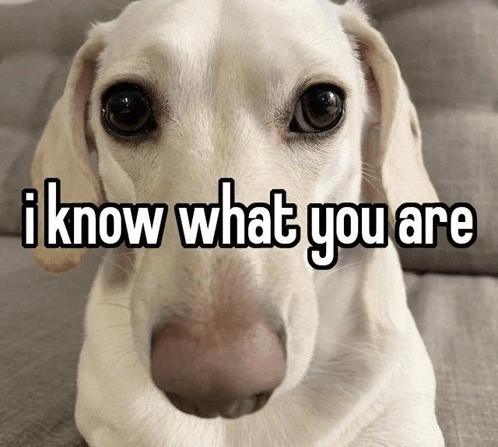I Know What You Are Meme