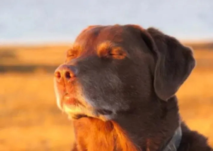 Dog Eyes Closed Meme Origin and Meaning Explained