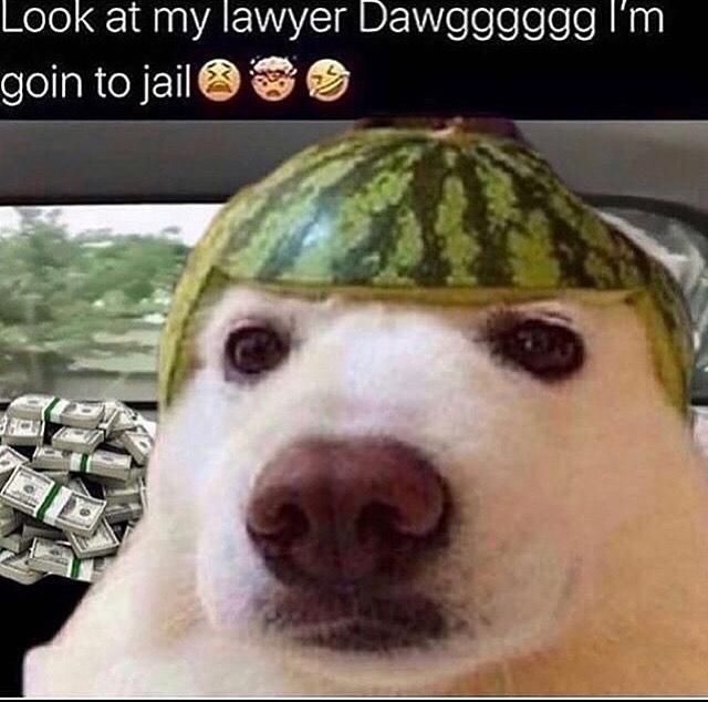 Look at My Lawyer Dawg Meme History Meaning Explained