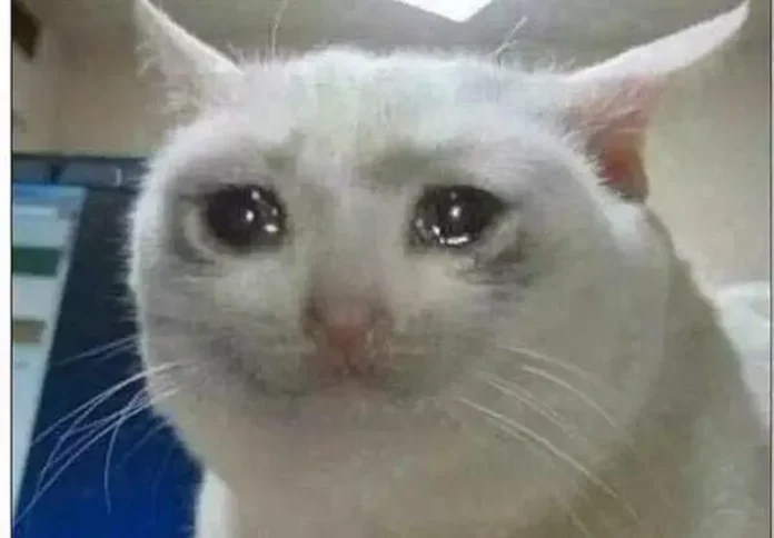 Cat Cry Meme Cat Cry Meme