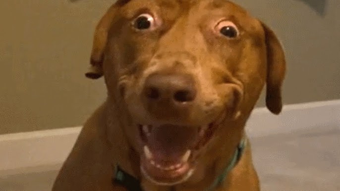 Scared Dog Reaction Memes Scared Dog Reaction Memes