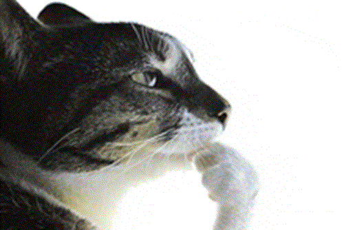 cat thinking meme cat thinking meme