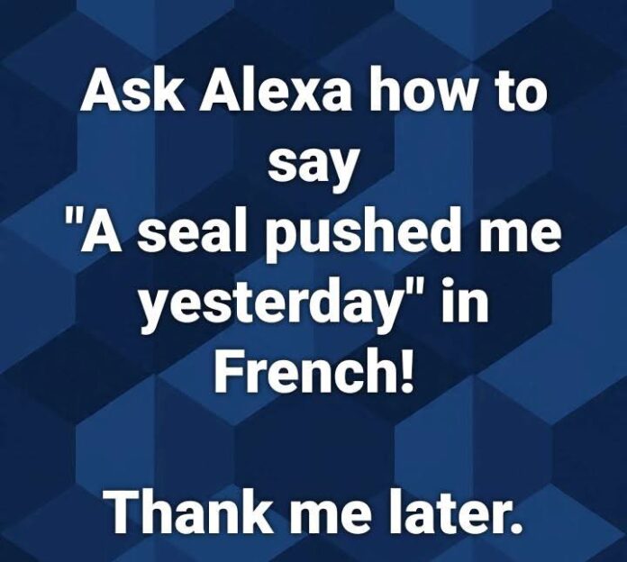 A Seal Pushed Me Yesterday in French Meme Meaning and Origin