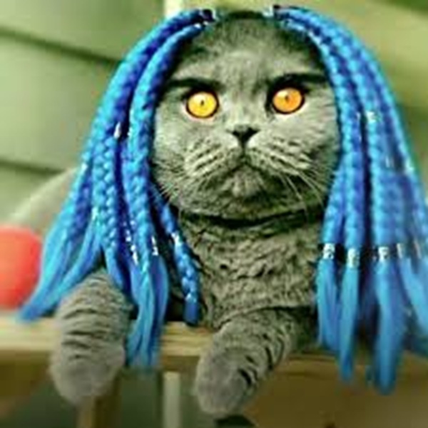 Folk Valley Cat Folk Valley Cat