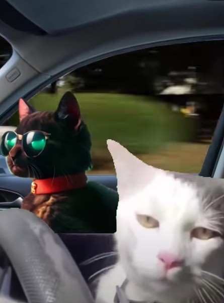 Snicker Cat Meme