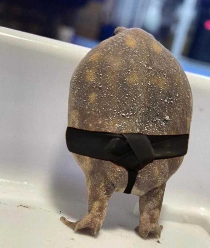 frog butt meme