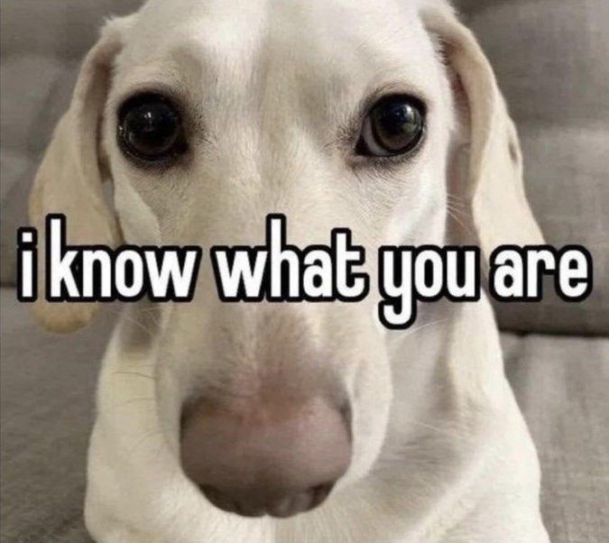 i know what you are dog