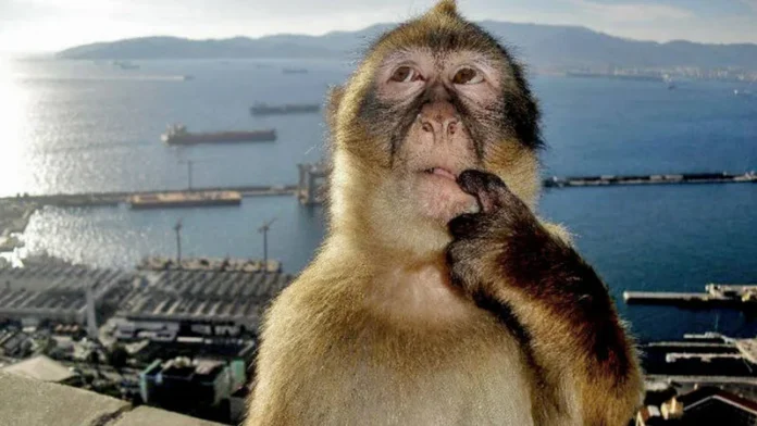 monkey thinking meme