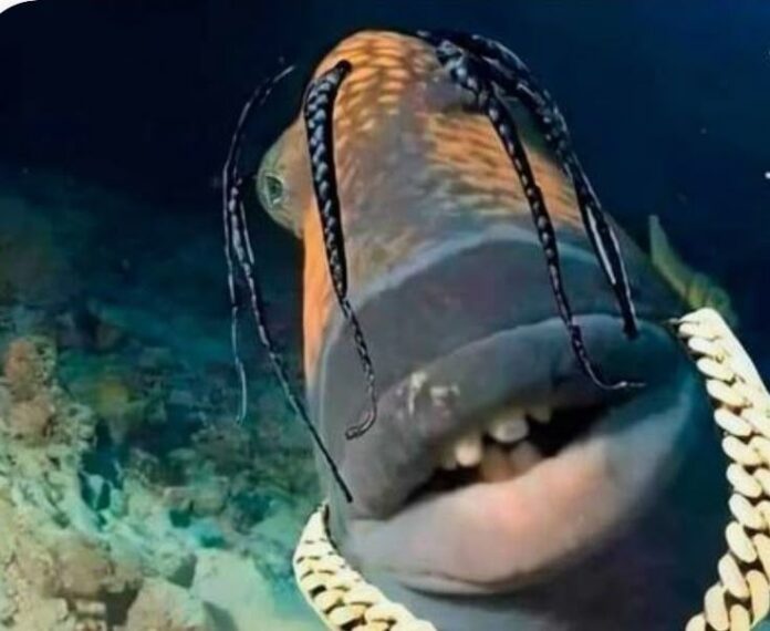 travis scott fish travis scott fish