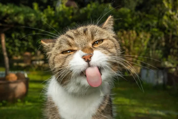 Cat Sticking Tongue Out Meme Meaning and Origin