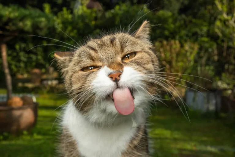 Cat Sticking Tongue Out Meme Meaning and Origin