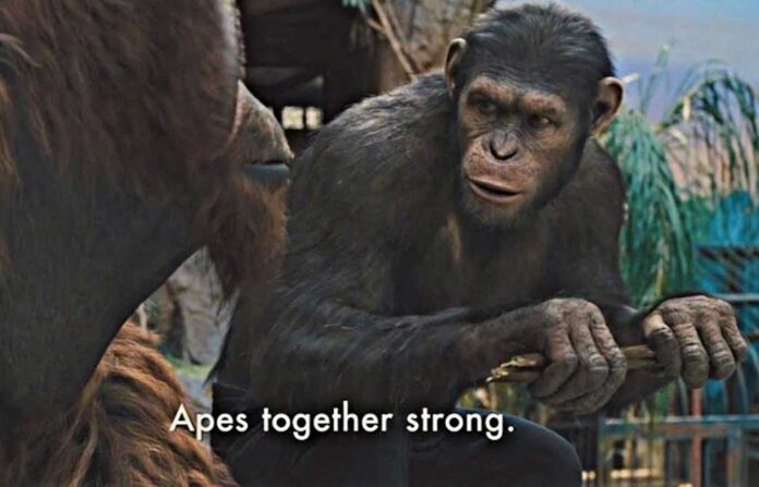 apes together strong meme apes together strong meme
