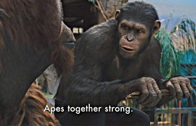 apes together strong meme